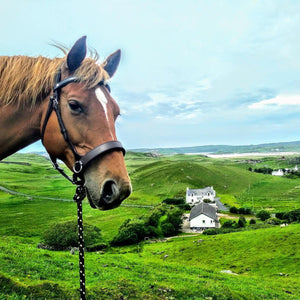 Bitless Bridle Sidepull Black or Brown Practical Horse Company