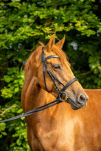 Anatomical Cavesson Bridle Practical Horse Company