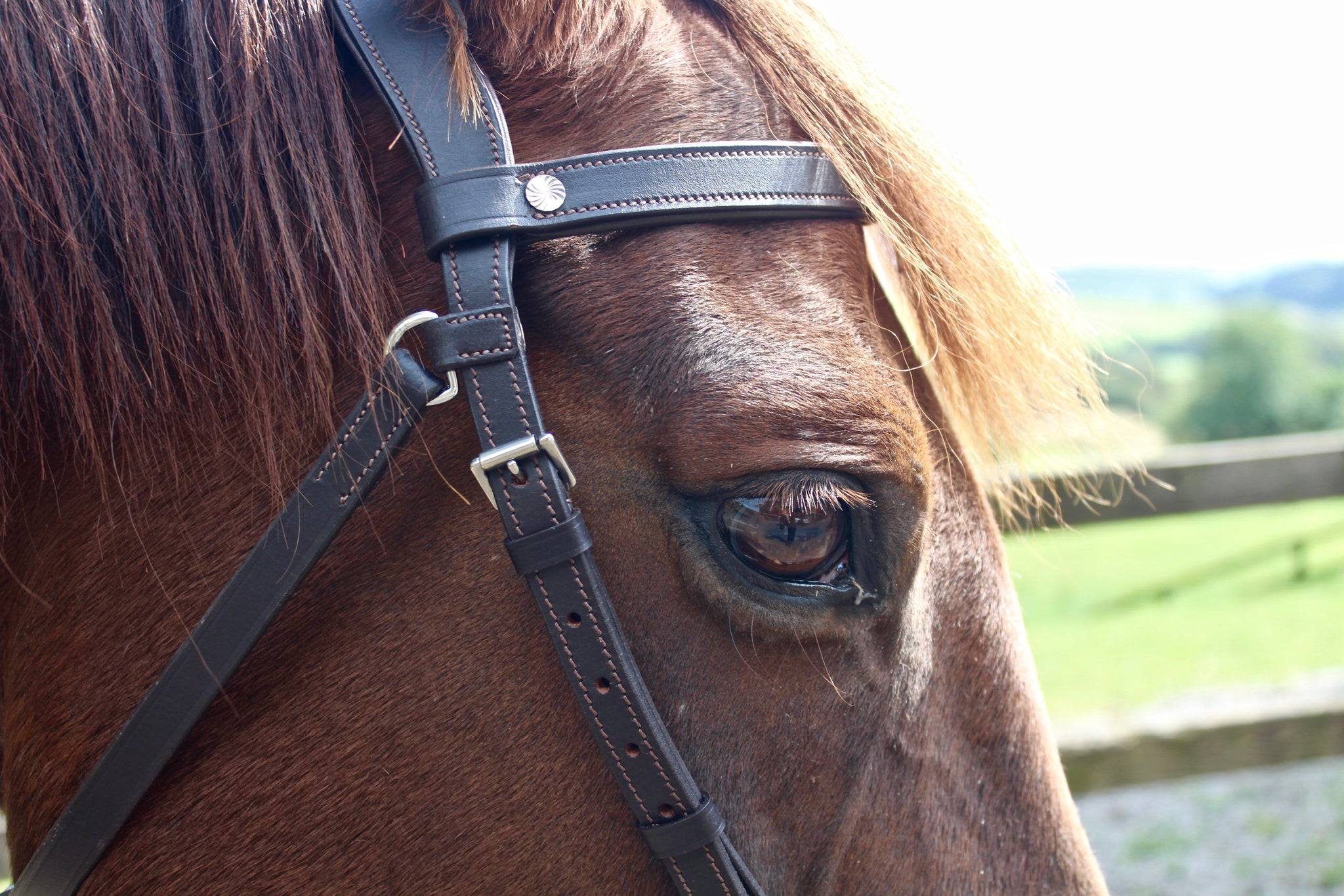 Bitless western bridle deals