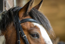 Anatomical Bridle - Build your own!